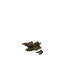 Bat Carcass