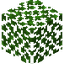 Birch Leaves