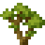 Maple Sapling