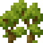 Maple Shrub