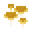 Mycotoxic Mushrooms