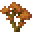 Orange Maple Sapling