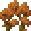 Orange Maple Shrub