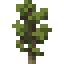 Pine Sapling