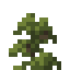 Pine Shrub