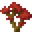 Red Maple Sapling