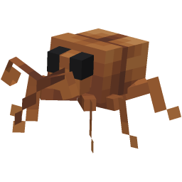 Acorn Weevil